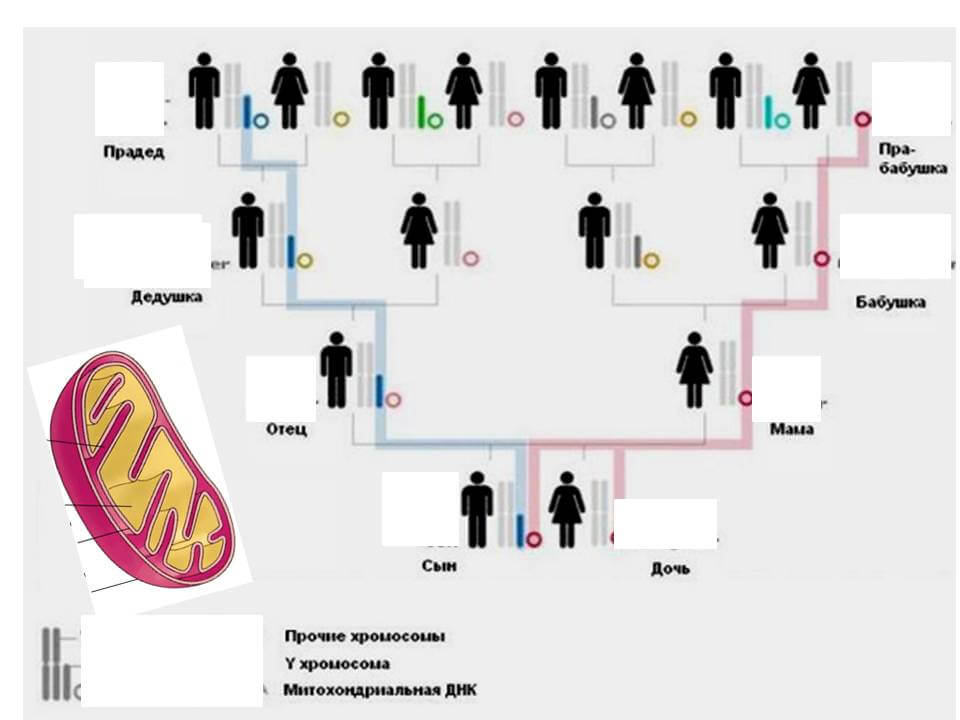 Составление генеалогического древа, журнал "Здоровье и культура мира"